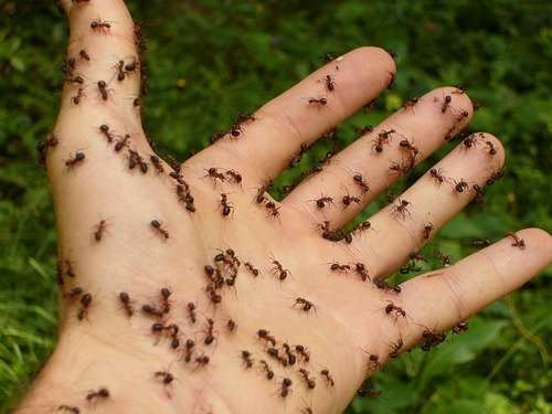 муравьи на руке