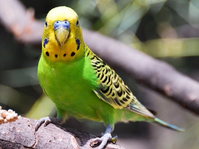 зеленый волнистый попугайчик