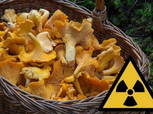 грибы и радиоактивность